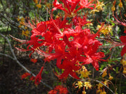 Alabama Crimson